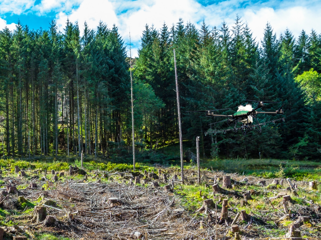 Forestry