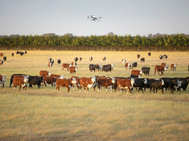 Livestock - 1