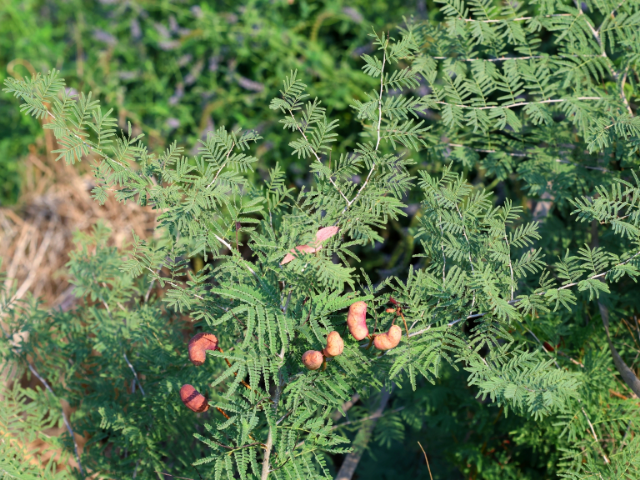 Weed Control